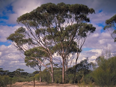 APII jpeg image of Eucalyptus argyphea subsp. recta  © contact APII