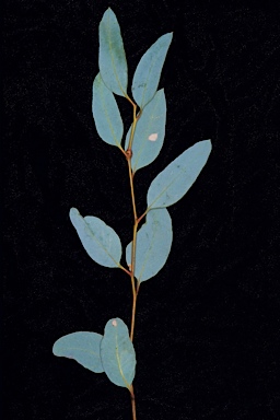 APII jpeg image of Eucalyptus aspratilis  © contact APII