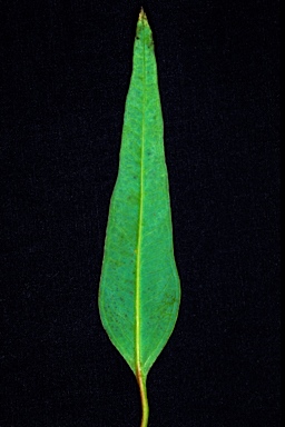 APII jpeg image of Eucalyptus articulata  © contact APII