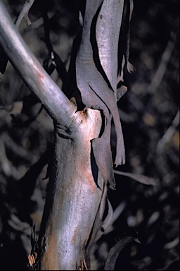 APII jpeg image of Eucalyptus astringens subsp. oligocorma  © contact APII