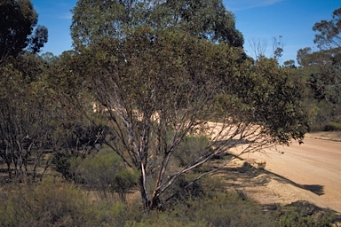APII jpeg image of Eucalyptus thamnoides subsp. megista  © contact APII