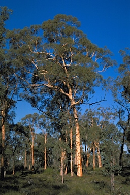 APII jpeg image of Eucalyptus accedens  © contact APII