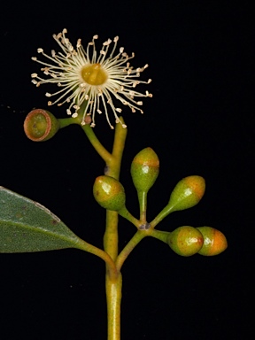 APII jpeg image of Eucalyptus aequioperta  © contact APII