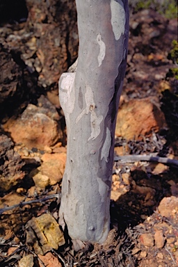 APII jpeg image of Eucalyptus arborella  © contact APII