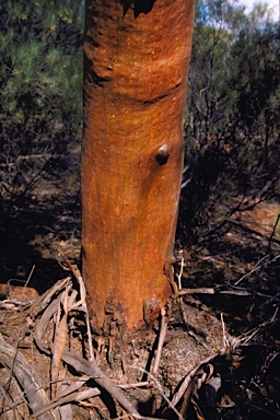 APII jpeg image of Eucalyptus articulata  © contact APII