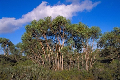 APII jpeg image of Eucalyptus x balanites  © contact APII