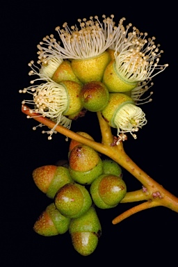 APII jpeg image of Eucalyptus x balanites  © contact APII