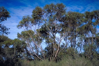 APII jpeg image of Eucalyptus x balanopelex  © contact APII