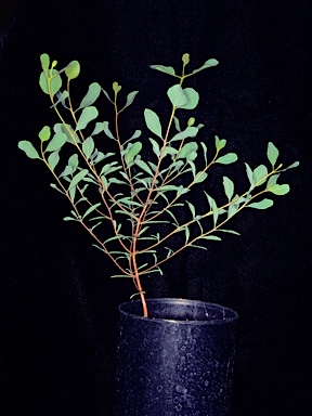 APII jpeg image of Eucalyptus ecostata x semiglobosa  © contact APII