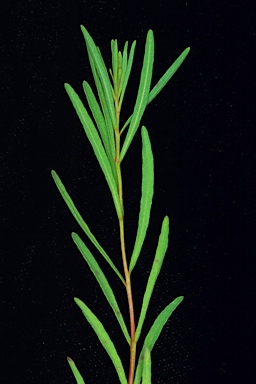 APII jpeg image of Eucalyptus balladoniensis subsp. balladoniensis  © contact APII
