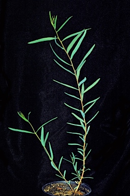 APII jpeg image of Eucalyptus balladoniensis subsp. sedens  © contact APII