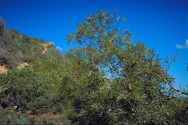 APII jpeg image of Eucalyptus blaxellii  © contact APII