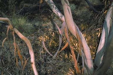APII jpeg image of Eucalyptus brachycalyx  © contact APII