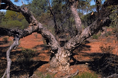 APII jpeg image of Eucalyptus brachycorys  © contact APII