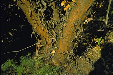 APII jpeg image of Eucalyptus x brachyphylla  © contact APII