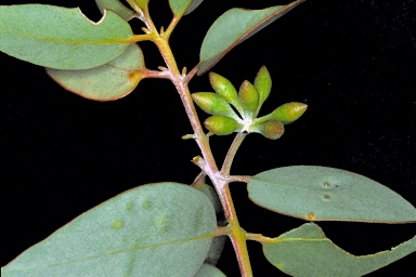 APII jpeg image of Eucalyptus x brachyphylla  © contact APII