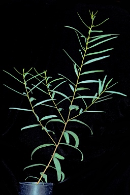 APII jpeg image of Eucalyptus brevipes  © contact APII