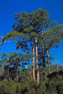 APII jpeg image of Eucalyptus brevistylis  © contact APII