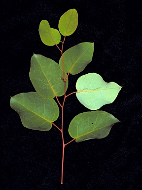 APII jpeg image of Eucalyptus brevistylis  © contact APII