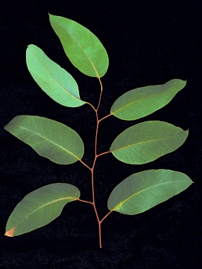 APII jpeg image of Eucalyptus brevistylis  © contact APII