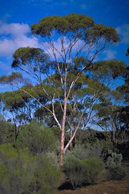 APII jpeg image of Eucalyptus brockwayi  © contact APII