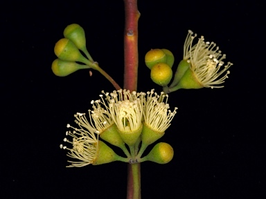 APII jpeg image of Eucalyptus buprestium  © contact APII