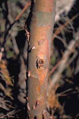APII jpeg image of Eucalyptus burdettiana  © contact APII