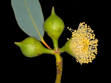APII jpeg image of Eucalyptus burracoppinensis  © contact APII