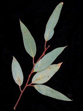 APII jpeg image of Eucalyptus burracoppinensis  © contact APII