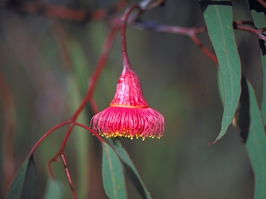 APII jpeg image of Eucalyptus caesia  © contact APII