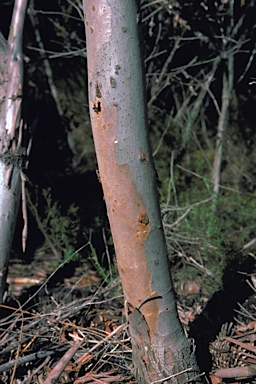 APII jpeg image of Eucalyptus calcicola  © contact APII