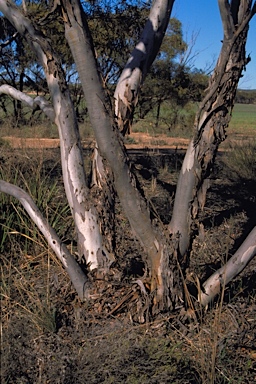 APII jpeg image of Eucalyptus calycogona subsp. calycogona  © contact APII