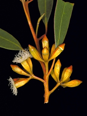 APII jpeg image of Eucalyptus calycogona subsp. calycogona  © contact APII