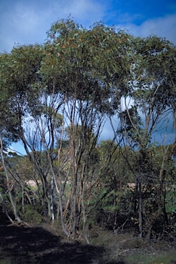 APII jpeg image of Eucalyptus calycogona subsp. spaffordii  © contact APII