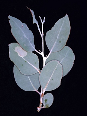 APII jpeg image of Eucalyptus canescens subsp. canescens  © contact APII