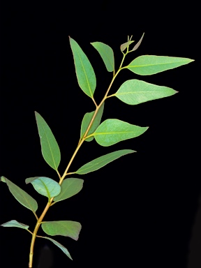 APII jpeg image of Eucalyptus canescens subsp. beadellii  © contact APII