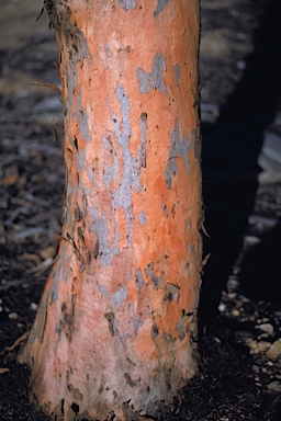 APII jpeg image of Eucalyptus capillosa subsp. capillosa  © contact APII