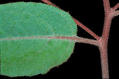 APII jpeg image of Eucalyptus capillosa subsp. capillosa  © contact APII