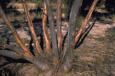 APII jpeg image of Eucalyptus capillosa x phaenophylla  © contact APII