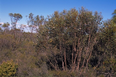 APII jpeg image of Eucalyptus captiosa  © contact APII