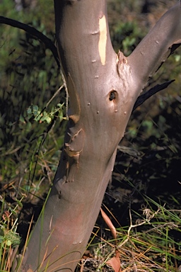 APII jpeg image of Eucalyptus x carnabyi  © contact APII