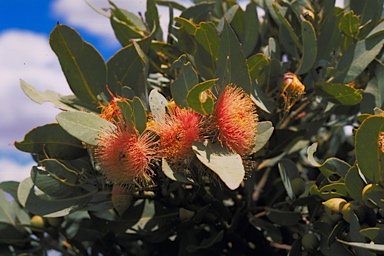 APII jpeg image of Eucalyptus x carnabyi  © contact APII