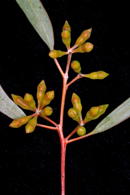 APII jpeg image of Eucalyptus celastroides subsp. celastroides  © contact APII