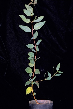 APII jpeg image of Eucalyptus celastroides subsp. celastroides  © contact APII