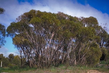 APII jpeg image of Eucalyptus celastroides subsp. virella  © contact APII