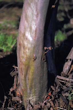 APII jpeg image of Eucalyptus cernua  © contact APII