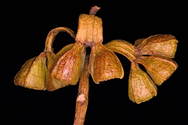 APII jpeg image of Eucalyptus cernua  © contact APII