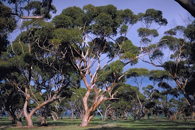 APII jpeg image of Eucalyptus cladocalyx  © contact APII