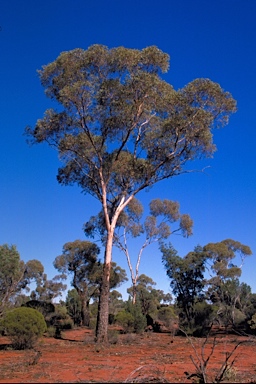 APII jpeg image of Eucalyptus clelandiorum  © contact APII