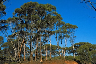 APII jpeg image of Eucalyptus clivicola  © contact APII